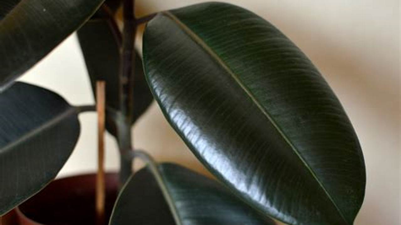 Temukan Segudang Manfaat Daun Karet Kebo yang Jarang Diketahui